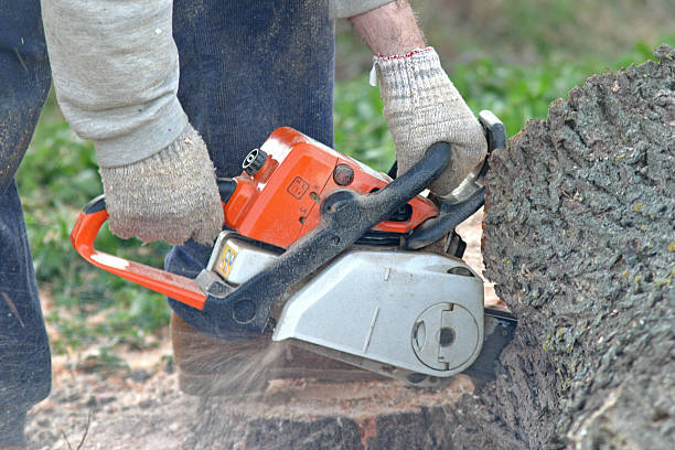 Best Storm Damage Tree Cleanup  in Gas City, IN