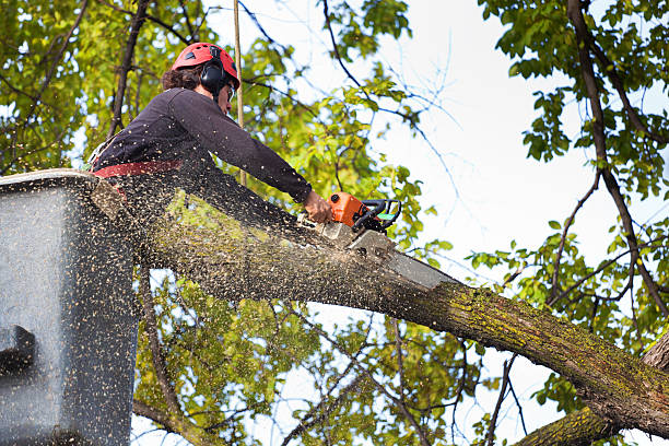 Best Leaf Removal  in Gas City, IN